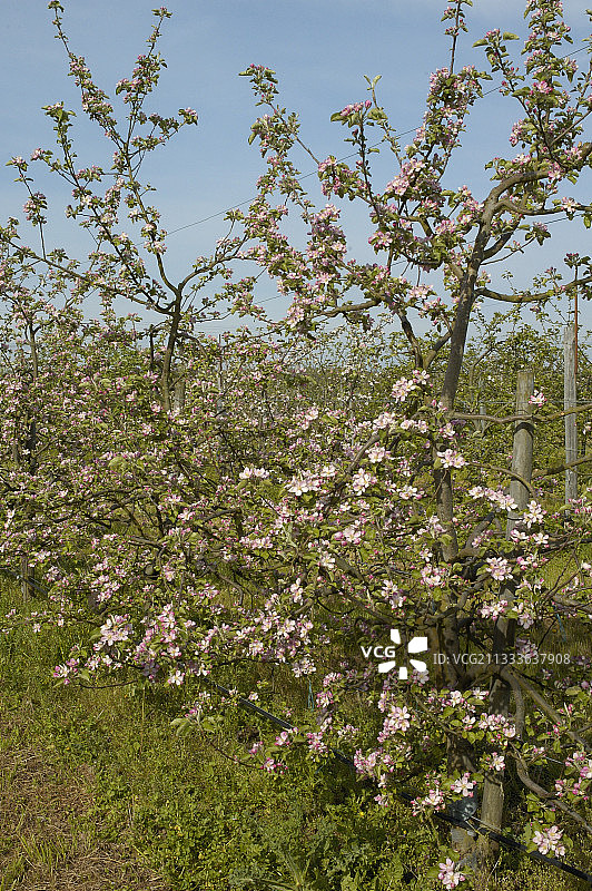 法国盛开的苹果园图片素材