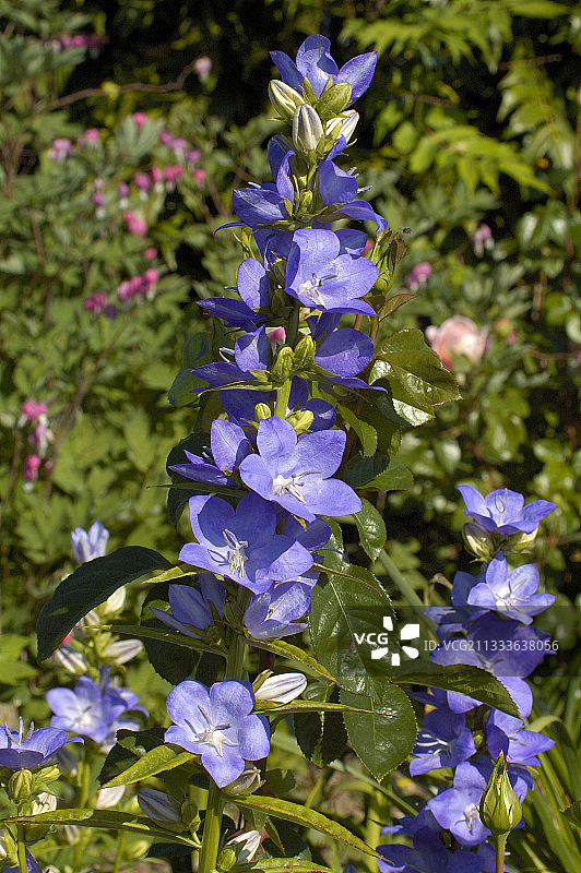 法国桃花叶钟花品种图片素材