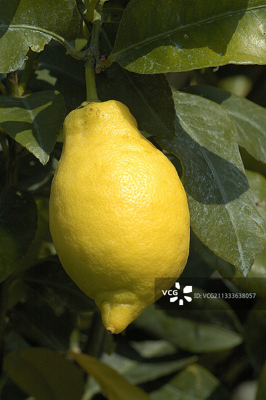 法国四月的柠檬图片素材