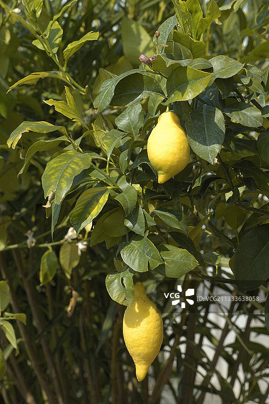 四月法国的柠檬树图片素材