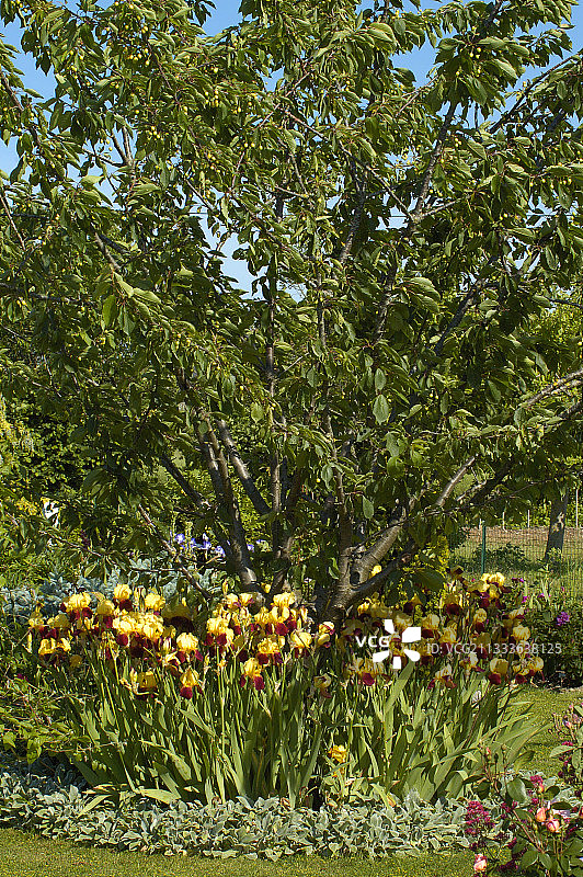 法国樱桃树旁的鸢尾花边框图片素材