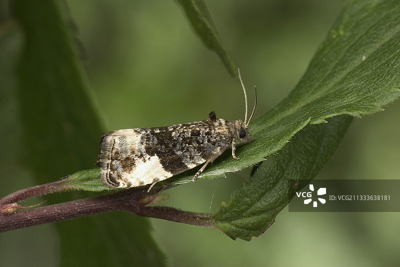 勃艮第的绿色卷叶蛾图片素材