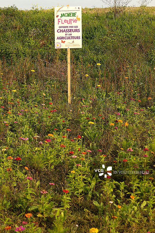 法国佩尔什的鲜花休耕地图片素材