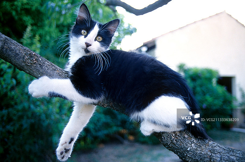 在法国树上的3个月大的小猫图片素材