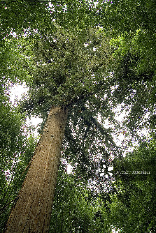 红杉树与竹林图片素材