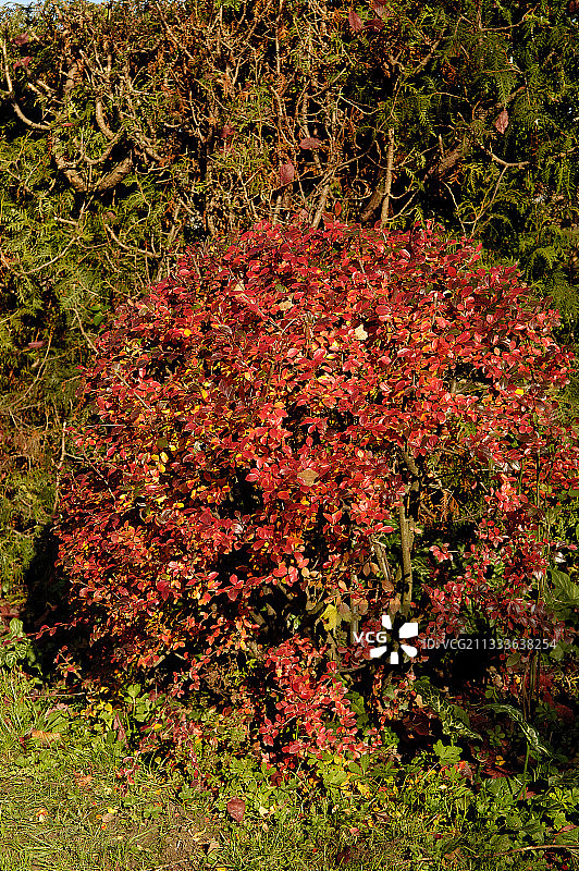 橙色的棉花在秋天图片素材