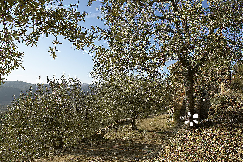 16世纪的石头小屋和橄榄树林图片素材
