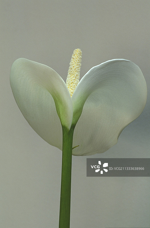 法国白色马蹄莲花朵特写图片素材