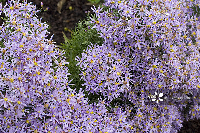 矮生翠菊“Rosebud”图片素材