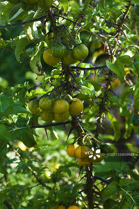 花园里的五分钟植物果实图片素材