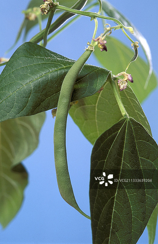 矮芸豆荚“竞争者”图片素材
