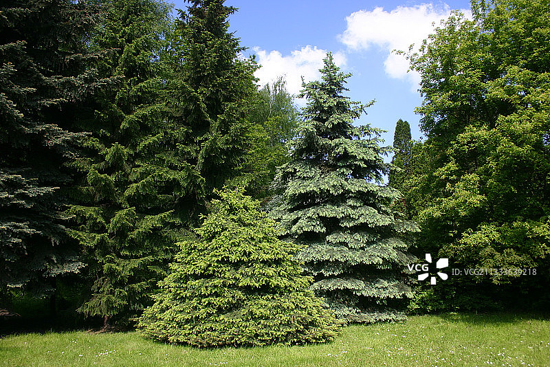 卡托维兹-谢米亚诺维采-霍茹夫城市群文化公园的针叶树图片素材