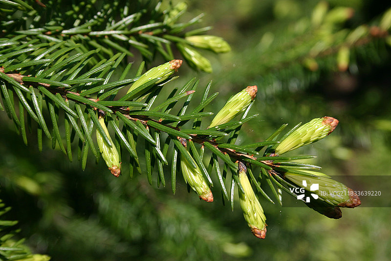 卡托维兹-谢米亚诺维采-霍茹夫城市群文化公园的针叶树图片素材