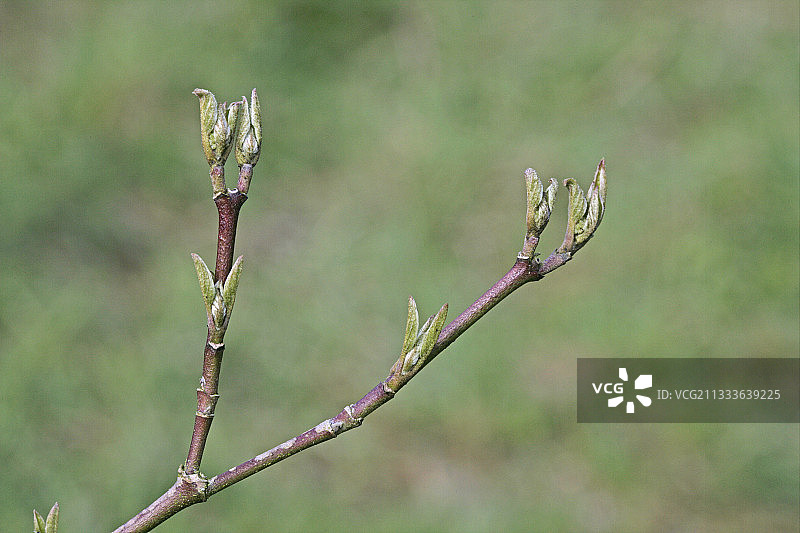 山茱萸的嫩叶图片素材