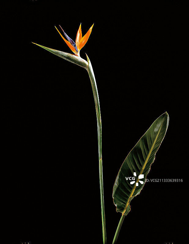 以英王乔治三世之妻命名的天堂鸟图片素材