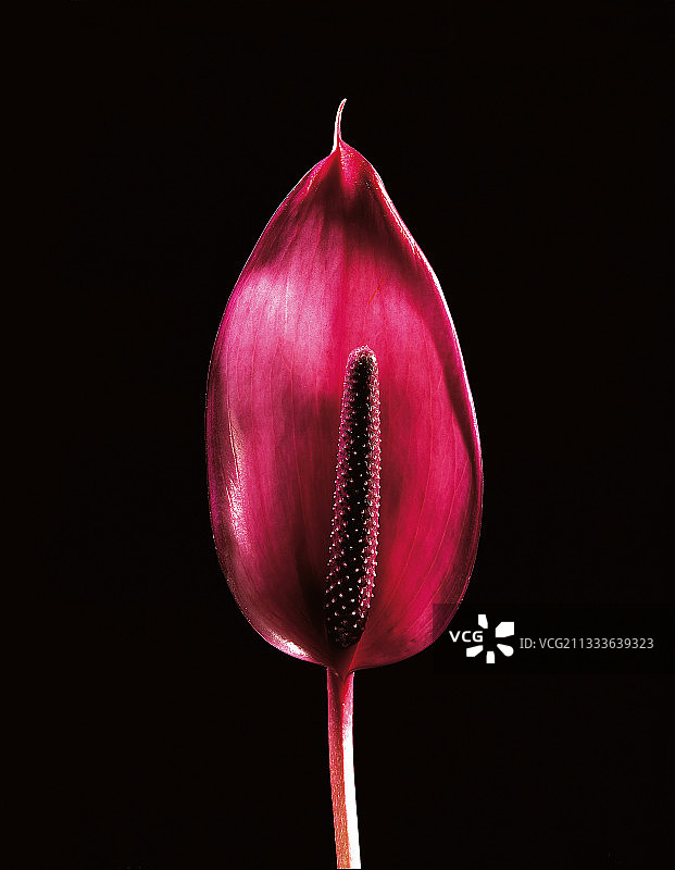 红色火鹤花苞片图片素材