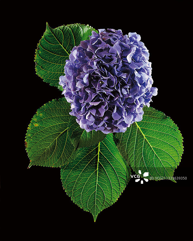 土壤酸碱度决定花朵颜色：酸性土壤中花朵呈蓝色，中性或碱性土壤中花朵呈粉色、白色或淡绿色。图片素材