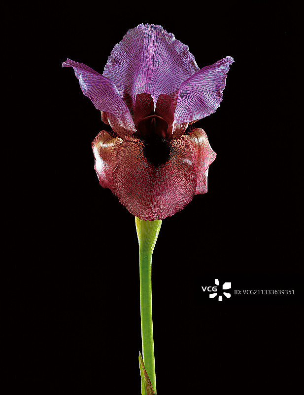 虹膜花图片素材