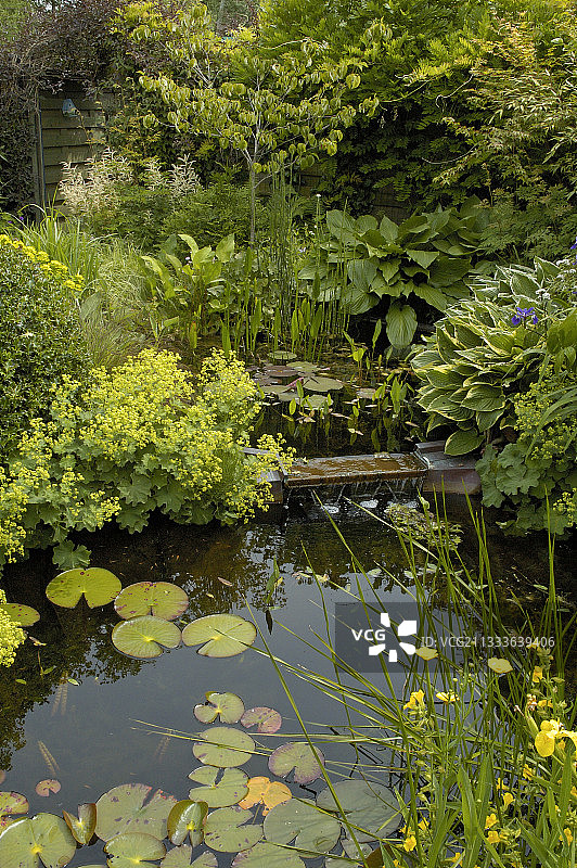 六月份的花园池塘与炼金草和玉簪图片素材