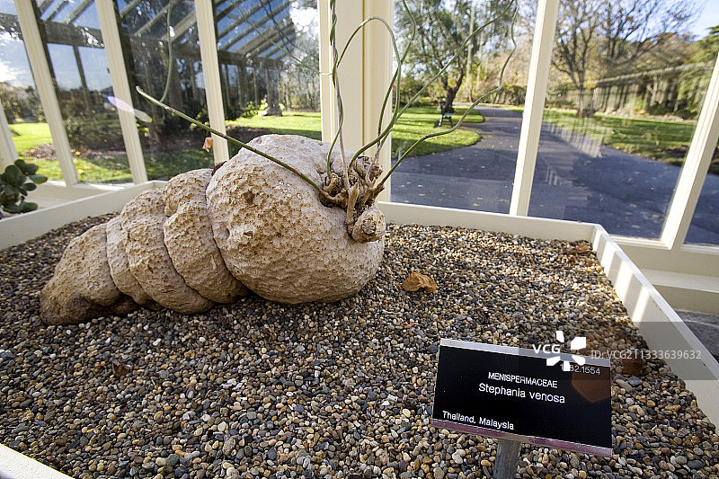 爱尔兰都柏林格拉斯内文植物园的千金藤图片素材