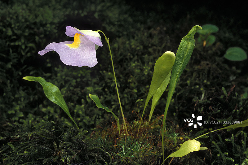 中美洲（哥斯达黎加和巴拿马）特有的狸藻图片素材