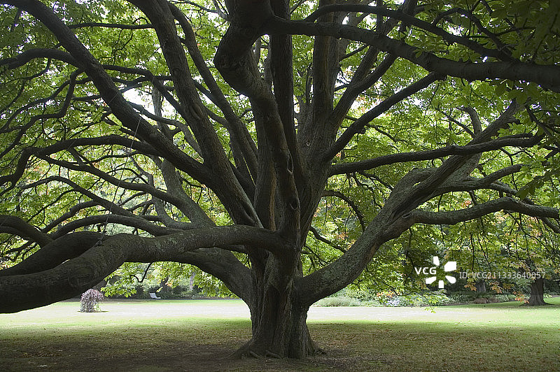 新西兰但尼丁植物园欧洲七叶树图片素材