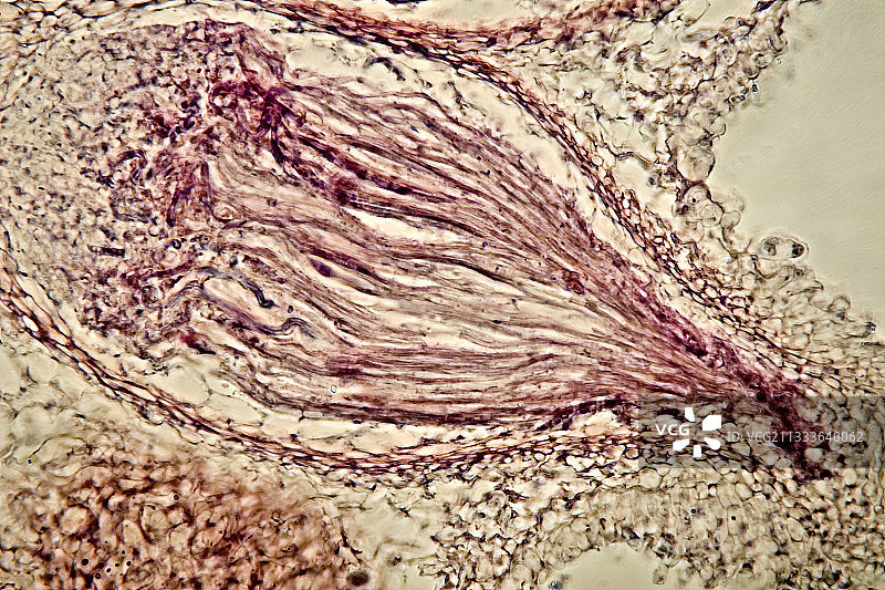 相位对比照明，放大400倍图片素材