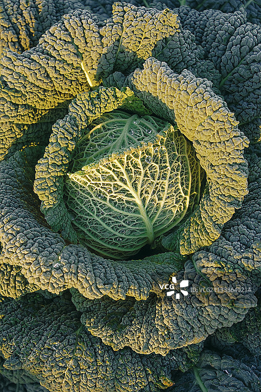 羽衣甘蓝顶视图大图图片素材