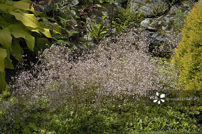 比利时私人花园中的伦敦骄傲图片素材