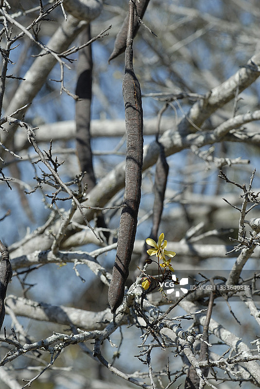 决明子的豆荚和花朵图片素材
