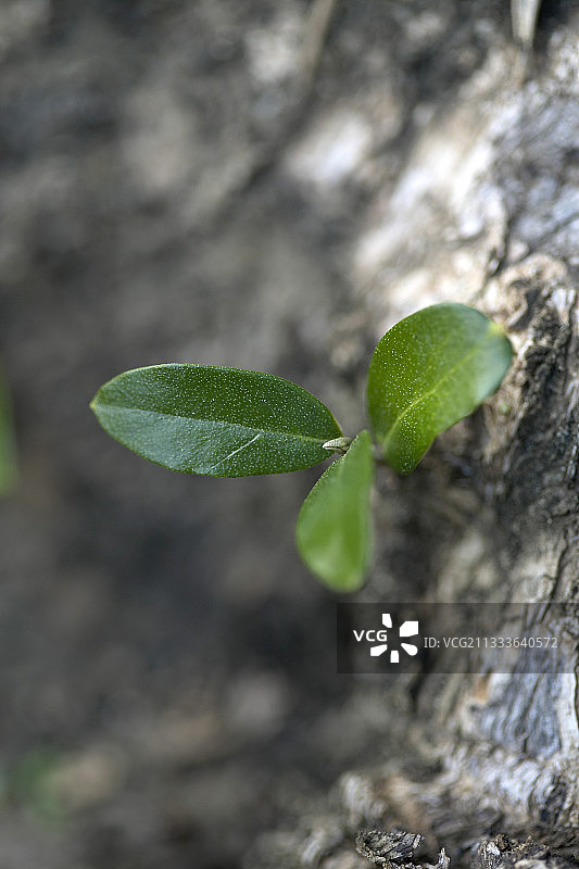 普罗旺斯法国的年轻橄榄树图片素材