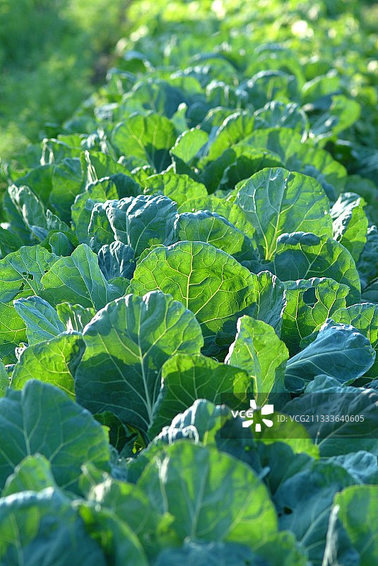 厨房菜园里的卷心菜地图片素材