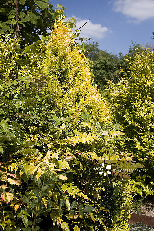 六月和谐花园中的十大功劳和蓝丝柏图片素材
