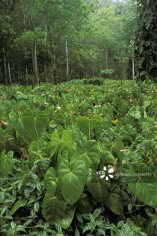 古巴拉斯特拉萨斯的红掌种植园图片素材