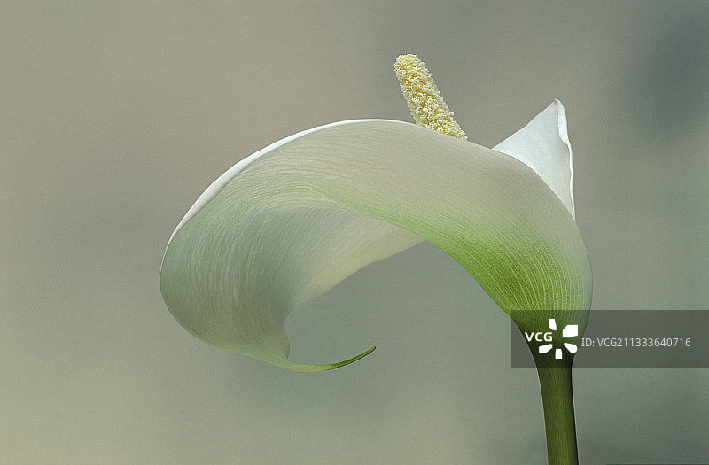 白色马蹄莲花朵图片素材