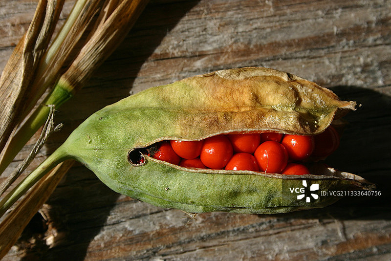 法国迪南布列塔尼臭鸢尾的成熟蒴果图片素材
