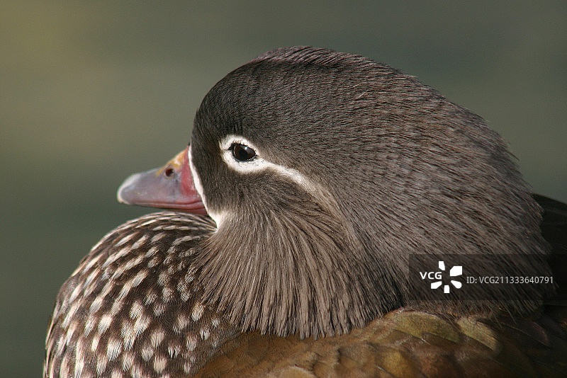 雌性羽毛的颜色图片素材
