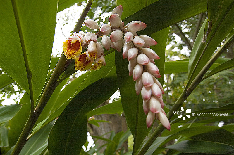 加那利群岛的贝壳花图片素材