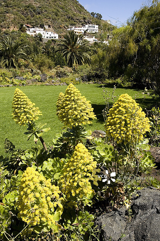 莲花掌，加那利群岛图片素材