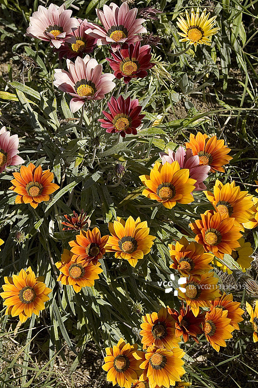 园艺金盏花，加那利群岛图片素材
