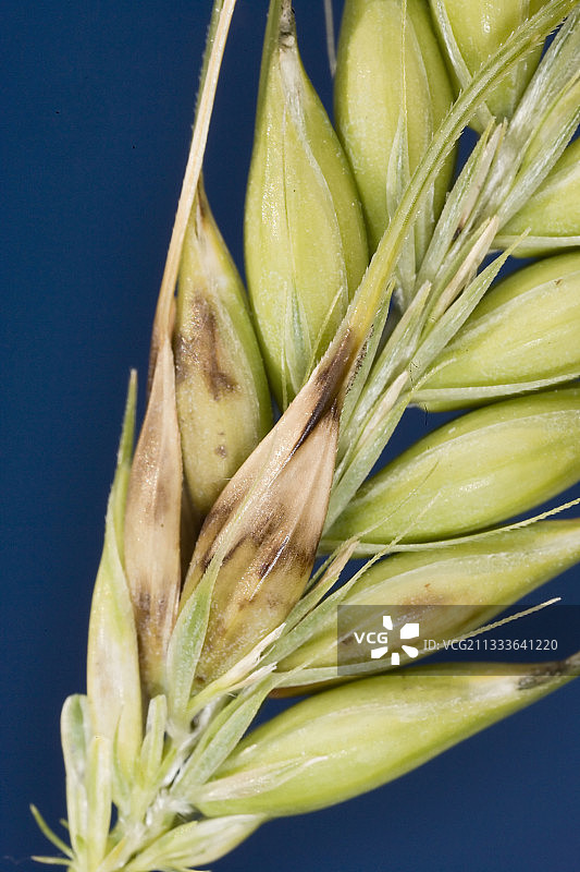 法国喙孢属大麦穗图片素材