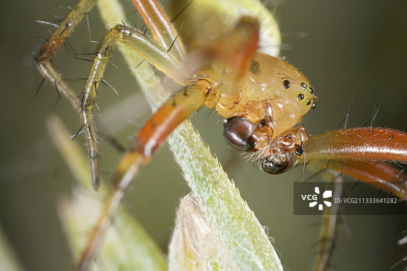 法国未成熟麦穗上的蜘蛛特写图片素材