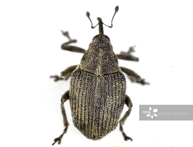 棚拍象鼻虫图片素材