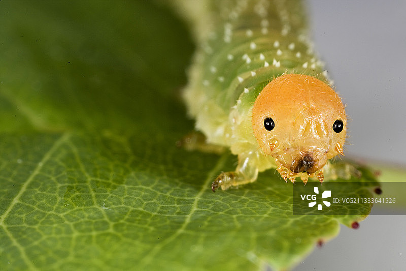 法国叶蜂幼虫肖像图片素材