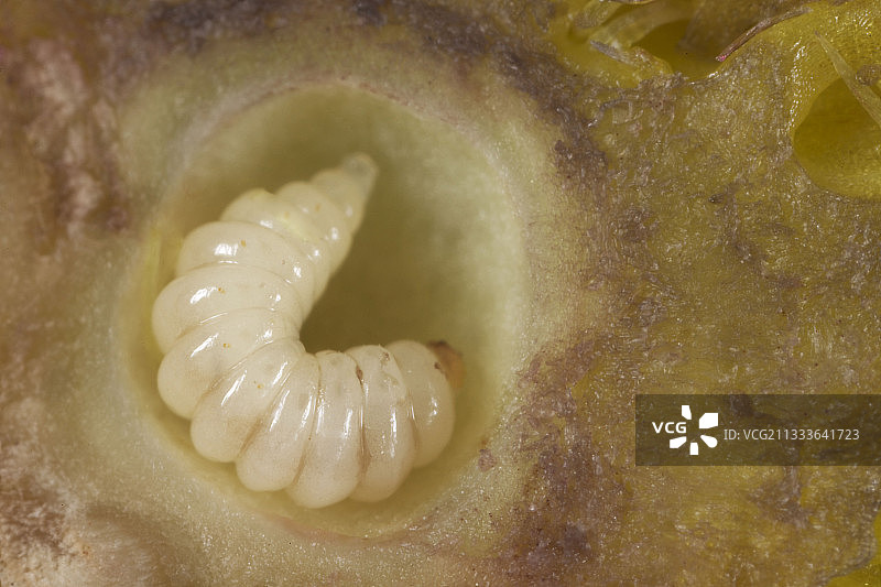 玫瑰树上的瘿蜂幼虫，法国图片素材