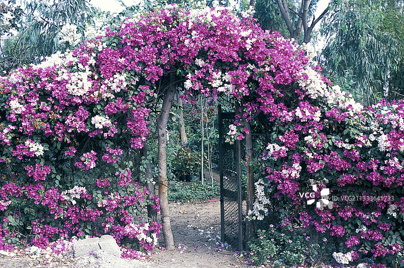 达喀尔花园的花卉入口图片素材