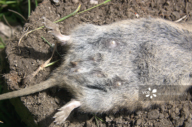 欧洲田鼠的胃部图片素材