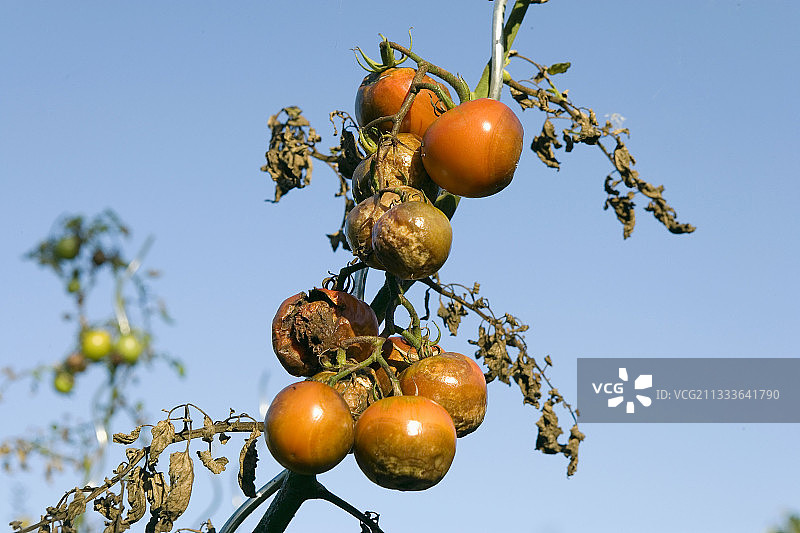 番茄上的霉菌侵袭（法国）图片素材