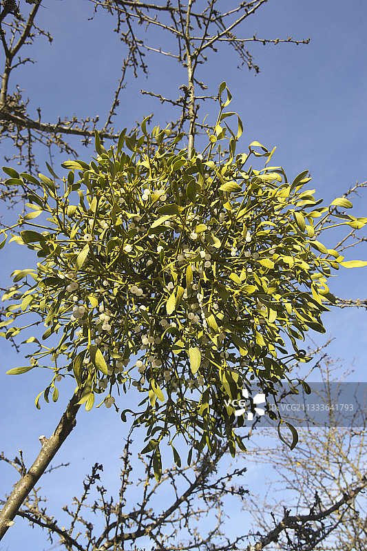 法国树上的欧洲槲寄生图片素材