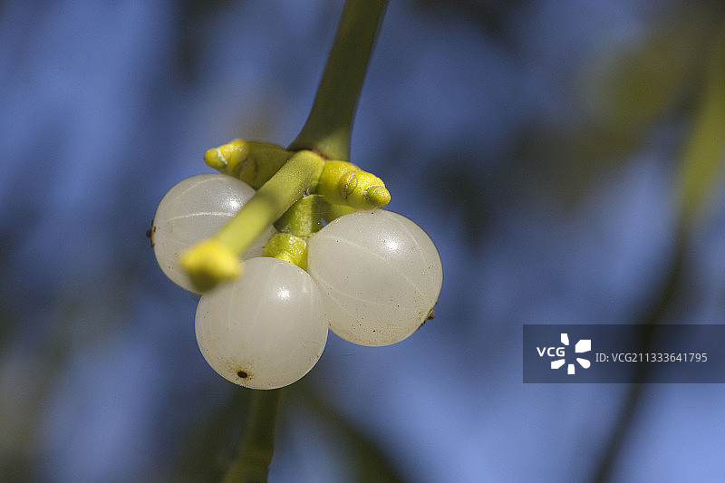 特写镜头下的欧洲槲寄生浆果，法国图片素材